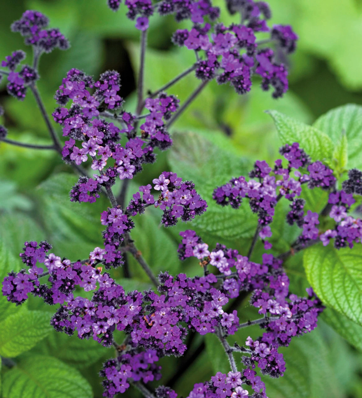 Heliotrope And Osteospermum Collection 3 Heliotrope And Osteospermum Collection - Image 3