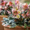 Helleborus X Ballardiae HGC INR 'Merlin'