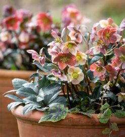 Helleborus X Ballardiae HGC INR 'Merlin'