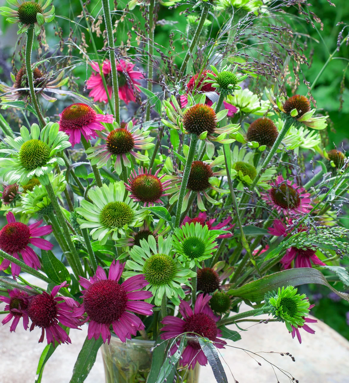 Green Jewel Echinacea Collection 1 Green Jewel Echinacea Collection