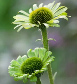 Green Jewel Echinacea Collection 6 Green Jewel Echinacea Collection -Plant Supply Store 511129 3 15514.1617713467
