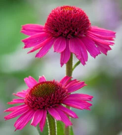 Green Jewel Echinacea Collection 7 Green Jewel Echinacea Collection -Plant Supply Store 511129 4 36495.1617713468