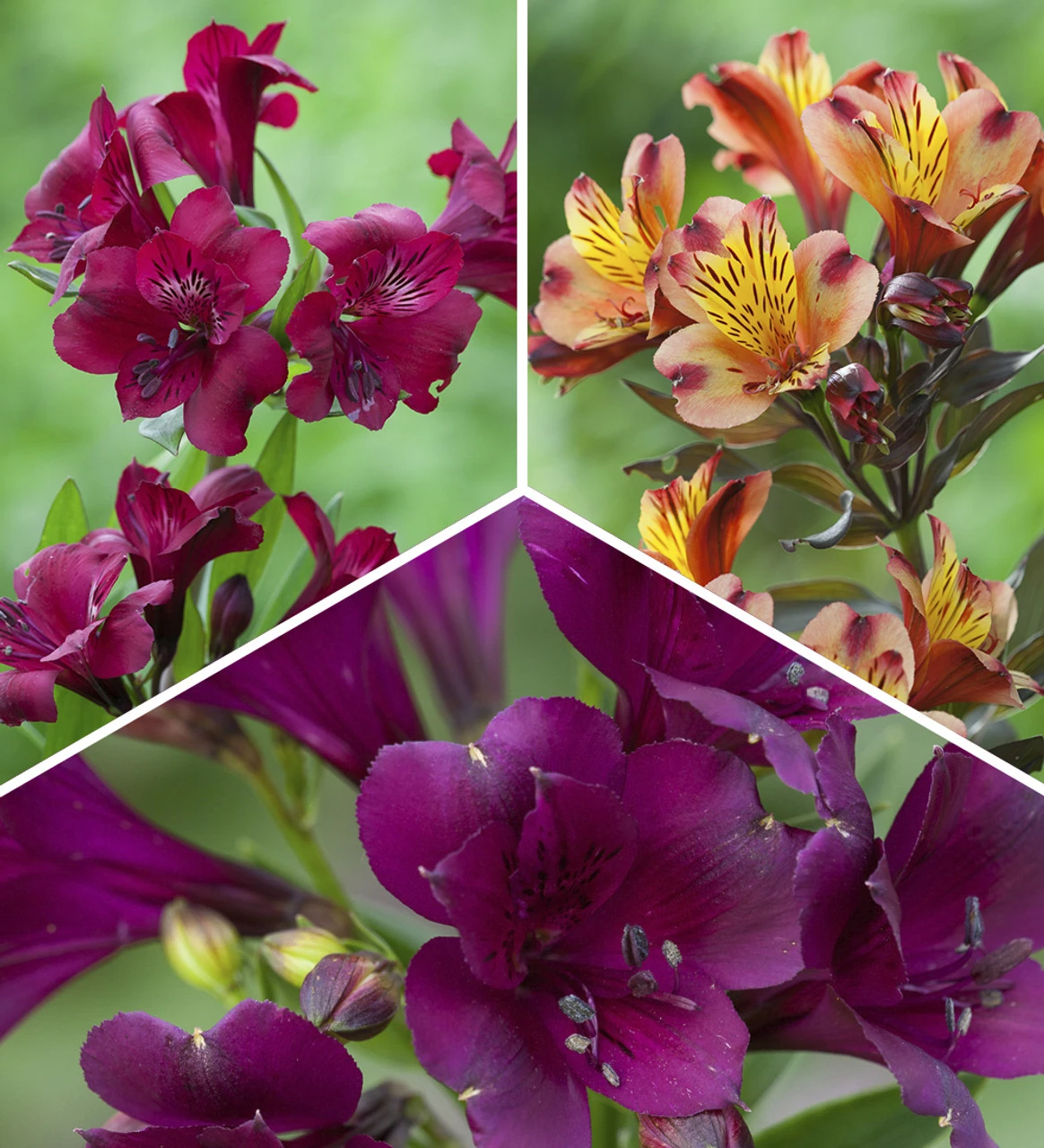 Dark And Rich Alstroemeria Collection 1 Dark And Rich Alstroemeria Collection