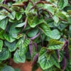 Plectranthus Ciliatus 'Nico'