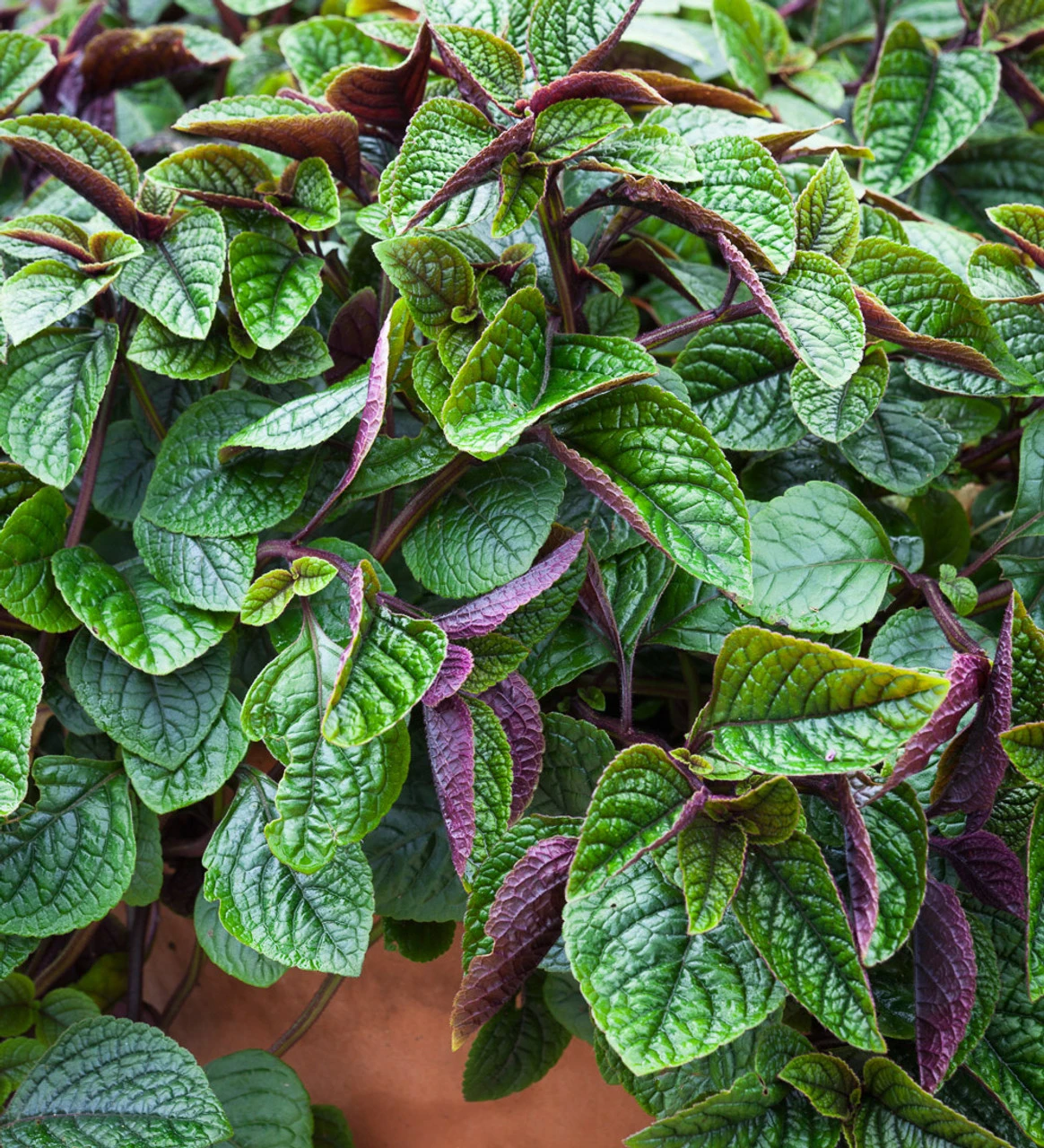 Plectranthus Ciliatus 'Nico' 1 Plectranthus Ciliatus 'Nico'