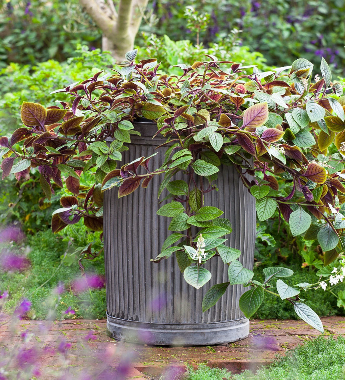 Plectranthus Ciliatus 'Nico' 2 Plectranthus Ciliatus 'Nico' - Image 2