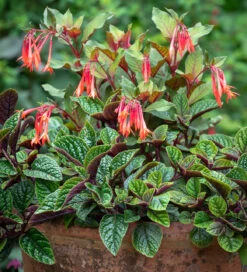 Plectranthus Ciliatus 'Nico' 5 Plectranthus Ciliatus 'Nico' -Plant Supply Store 511208 3 82895.1619016667