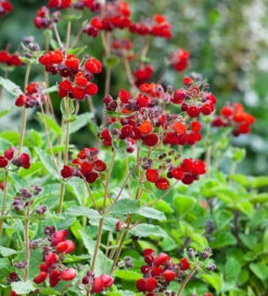 Calceolaria Integrifolia 'Kentish Hero'