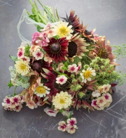 Soft Cherry Collection