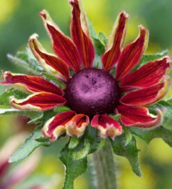 Soft Cherry Collection -Plant Supply Store 511262 5 27252.1616173239