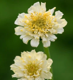 Soft Cherry Collection -Plant Supply Store 511262 6 63859.1616173240