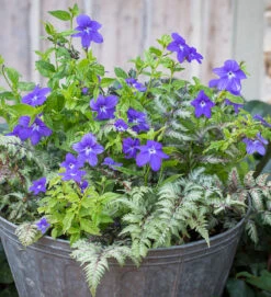 Blue Lace Shade Collection