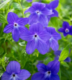 Blue Lace Shade Collection -Plant Supply Store 511295 3 26902.1617713479