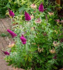 Scented Crimson Perennial Pot Collection