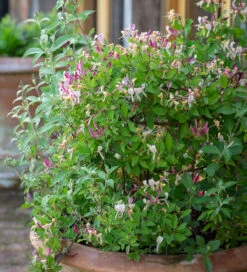 Scented Crimson Perennial Pot Collection -Plant Supply Store 511301 3 26006.1617713481