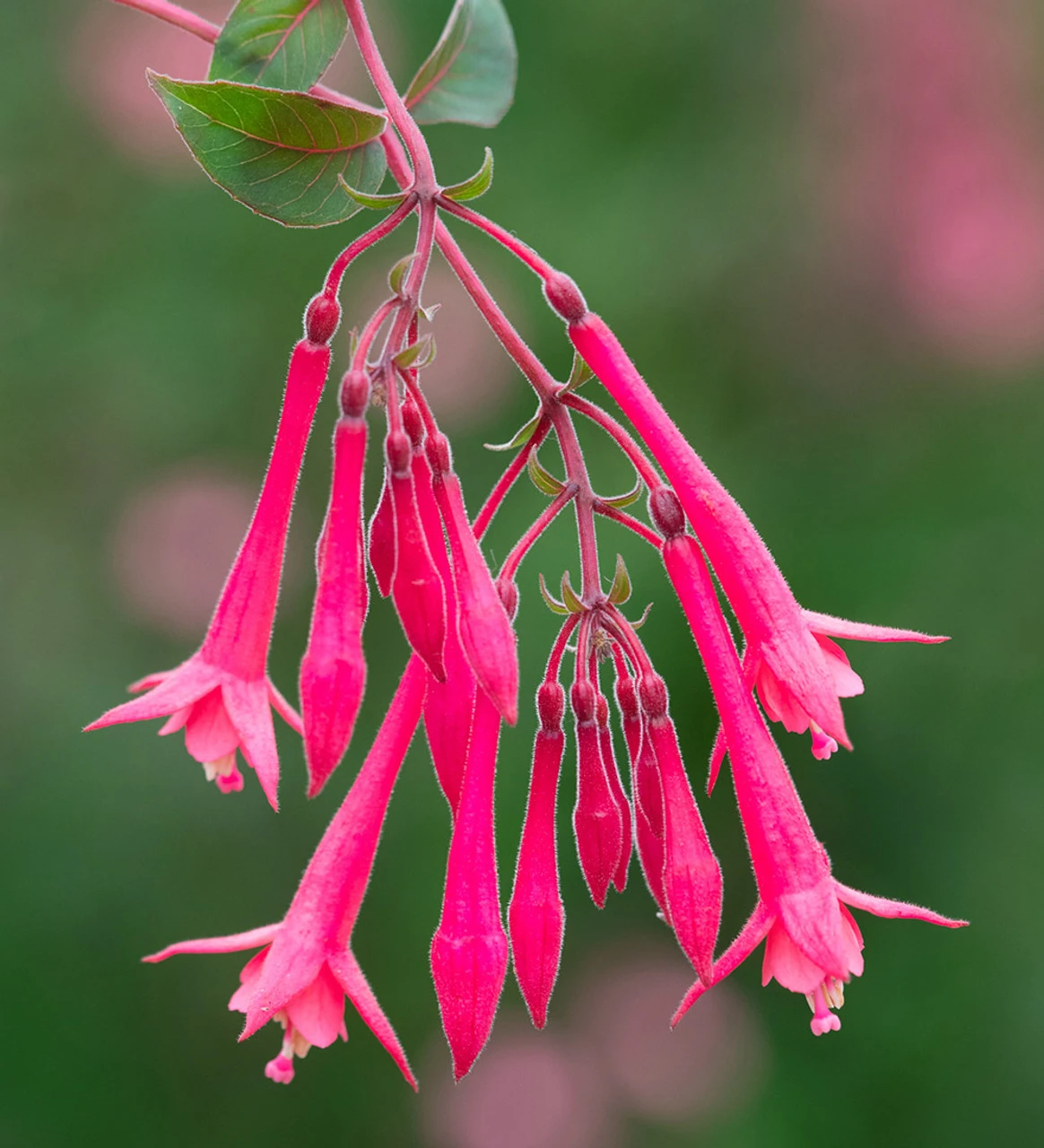 Fuchsia Triphylla 'Eruption' 1 Fuchsia Triphylla 'Eruption'