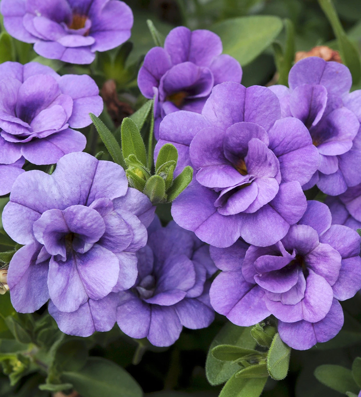 Calibrachoa 'Double Can-Can Provence Blue' 1 Calibrachoa 'Double Can-Can Provence Blue'