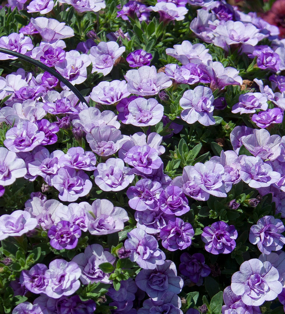 Calibrachoa 'Double Can-Can Provence Blue' 2 Calibrachoa 'Double Can-Can Provence Blue' - Image 2