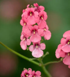 Diascia Personata