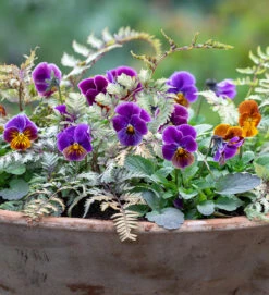 Antique Silver Container Collection