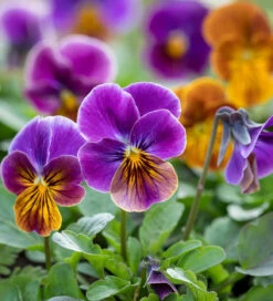 Antique Silver Container Collection -Plant Supply Store 511445 3 87440.1619016677