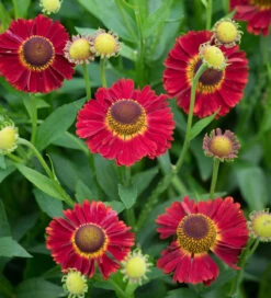 Helenium Autumnale 'Salsa' (Mariachi Series)