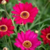 Argyranthemum Frutescens 'Grandaisy Deep Red'