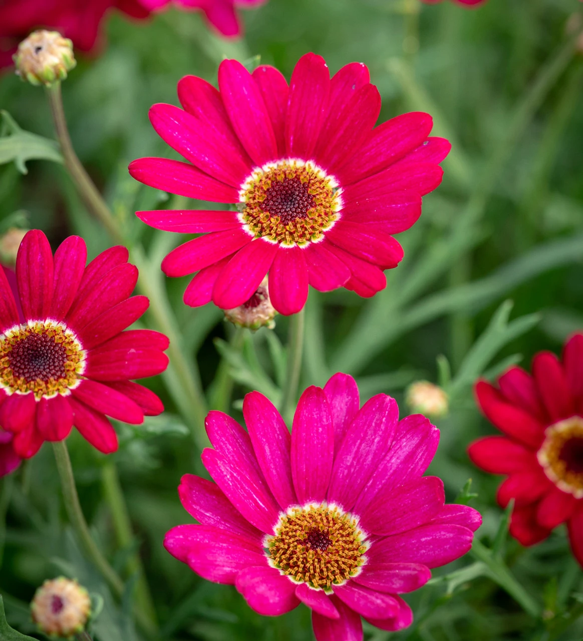 Argyranthemum Frutescens 'Grandaisy Deep Red' 1 Argyranthemum Frutescens 'Grandaisy Deep Red'