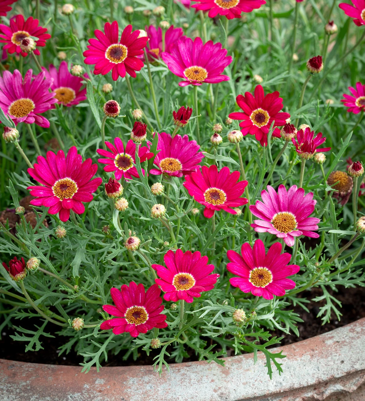 Argyranthemum Frutescens 'Grandaisy Deep Red' 2 Argyranthemum Frutescens 'Grandaisy Deep Red' - Image 2
