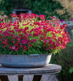 Argyranthemum Frutescens 'Grandaisy Deep Red' 5 Argyranthemum Frutescens 'Grandaisy Deep Red' -Plant Supply Store 511457 5 89198.1621939245