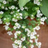Sutera Grandiflora 'Snowflake' (Bacopa)