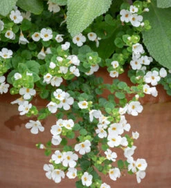 Sutera Grandiflora 'Snowflake' (Bacopa)
