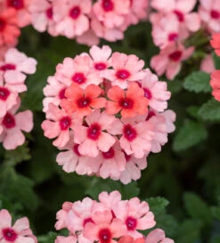 Verbena X 'Showboat Mango Orange'