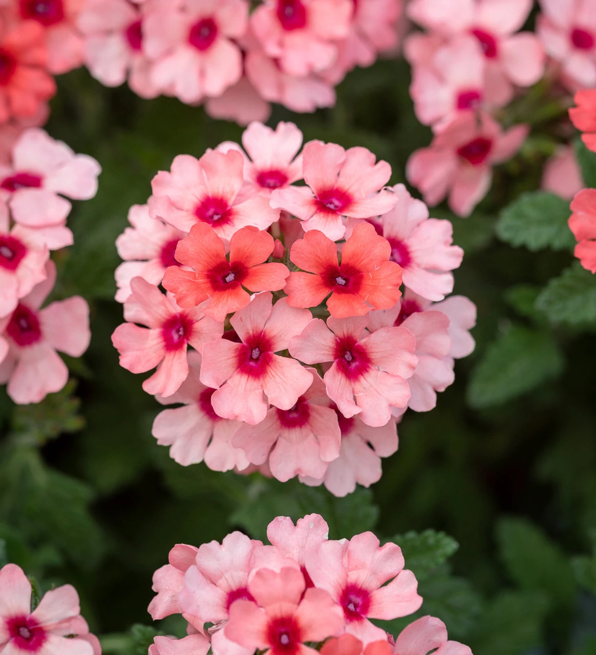 Verbena X 'Showboat Mango Orange' 1 Verbena X 'Showboat Mango Orange'