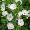 Calibrachoa 'Double Can-Can White Improved'