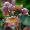 Helleborus X Ballardiae 'Maestro'