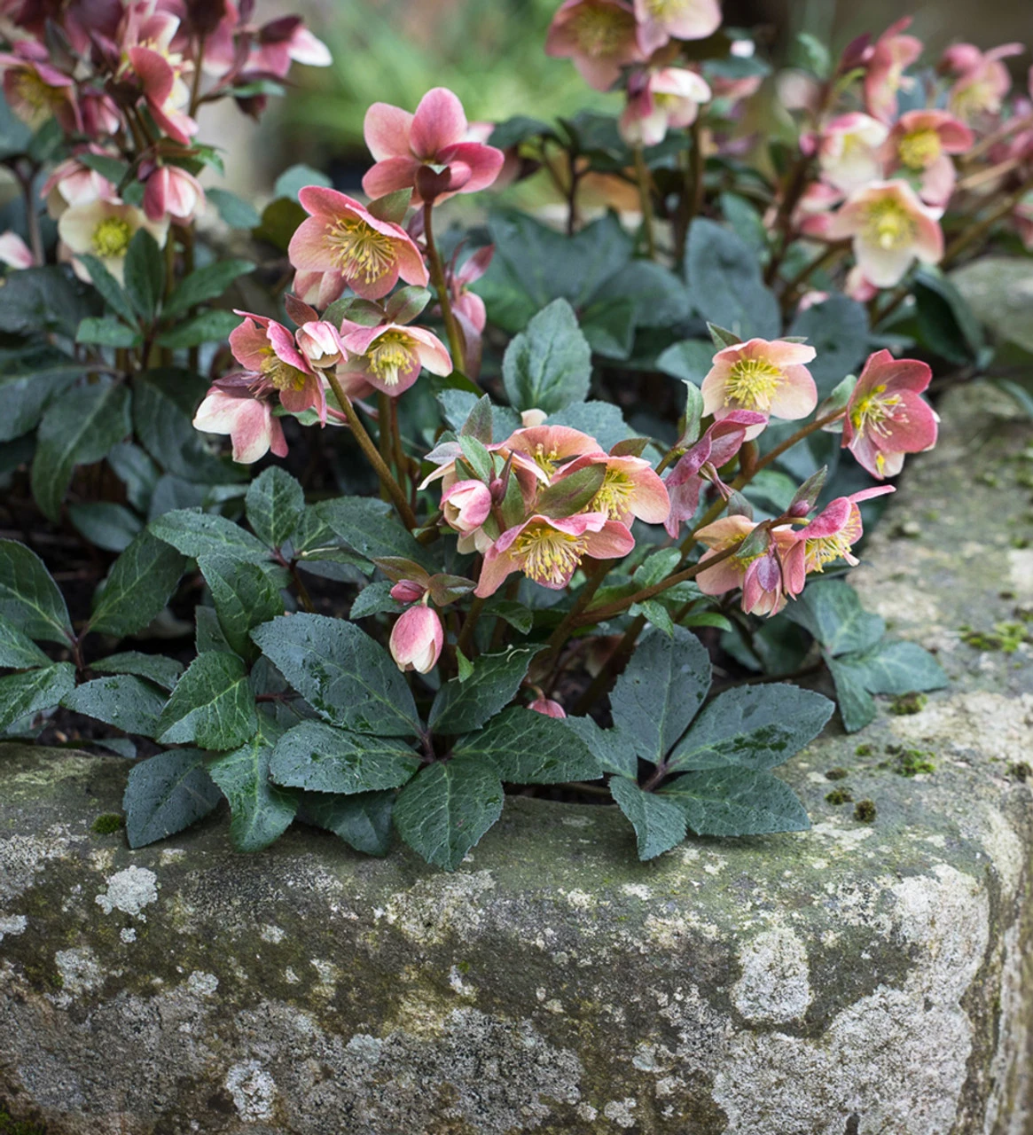 Helleborus X Ballardiae 'Maestro' 2 Helleborus X Ballardiae 'Maestro' - Image 2