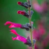 Salvia Guaranitica 'Amante'