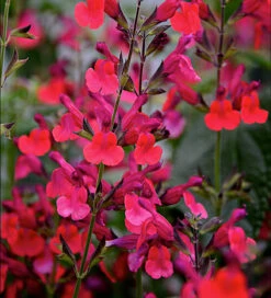 Salvia Microphylla 'Wine And Roses'
