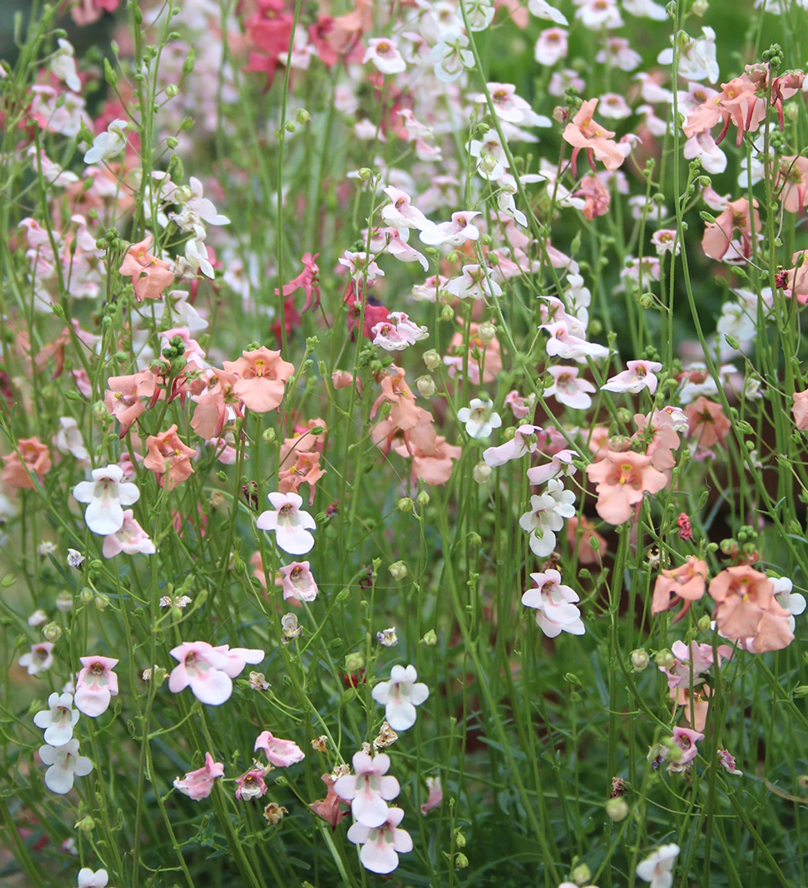 Diascia Collection 1 Diascia Collection
