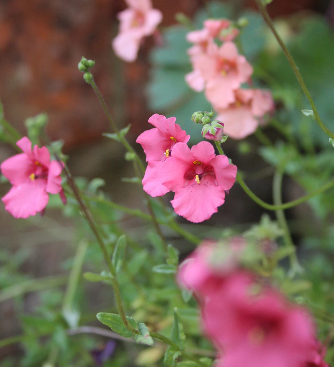 Diascia Collection 3 Diascia Collection - Image 3