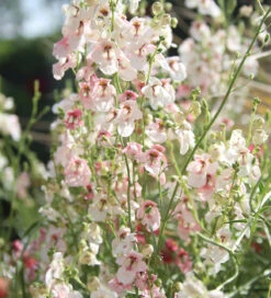 Diascia Integerrima 'Blush'