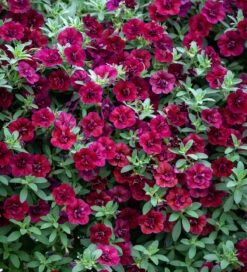Calibrachoa 'Double Can-Can Wine Red'