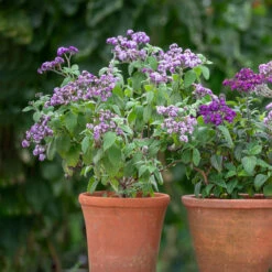 Heliotropium Arborescens 'Reva' -Plant Supply Store 511598 4 34957.1630929568