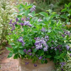 Heliotropium Arborescens 'Reva' -Plant Supply Store 511598 6 10505.1630929568