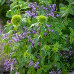 Heliotropium Arborescens 'Reva' -Plant Supply Store 511598 7 95823.1630929569