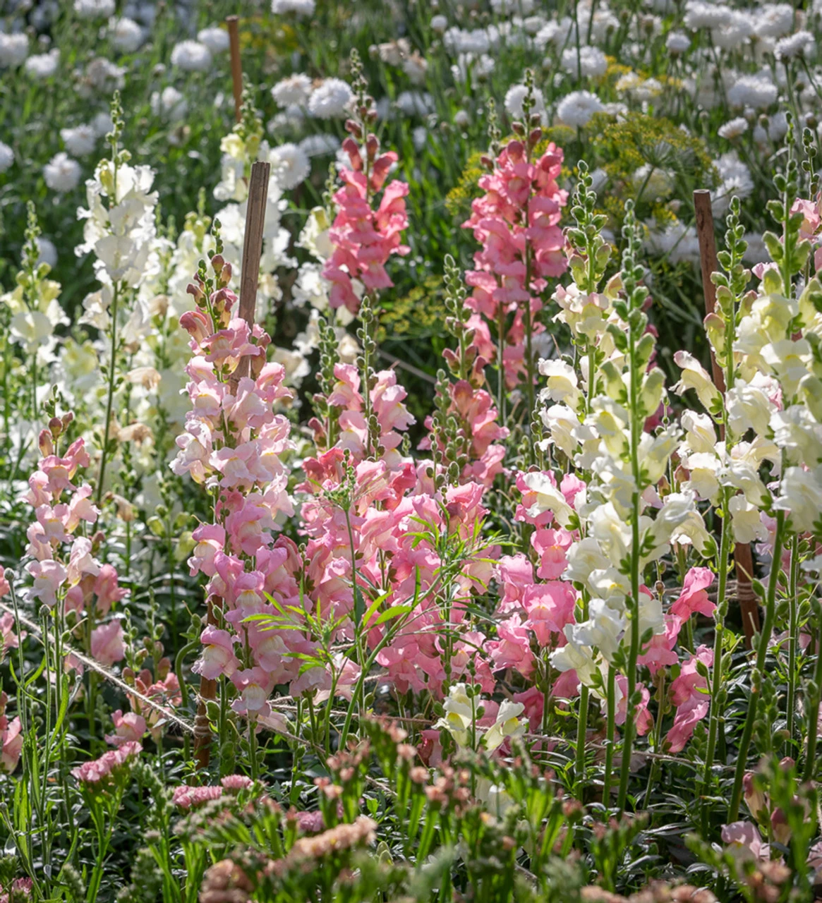 Summer Border Antirrhinum Collection 1 Summer Border Antirrhinum Collection
