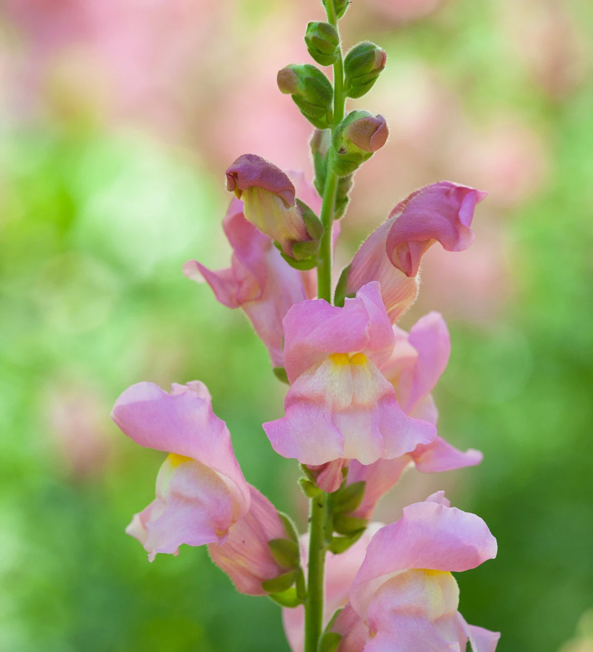 Summer Border Antirrhinum Collection 2 Summer Border Antirrhinum Collection - Image 2