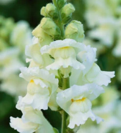 Summer Border Antirrhinum Collection 7 Summer Border Antirrhinum Collection -Plant Supply Store 511625 4 74218.1616173864