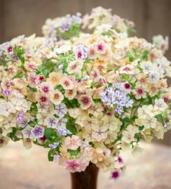Soft And Sweet Phlox Collection